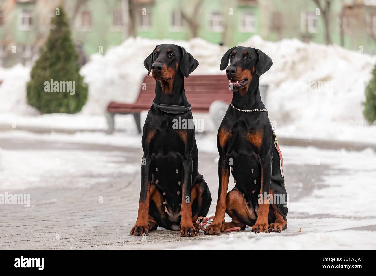 Due cani Doberman adulti seduti fianco a fianco all'aperto durante l'inverno, camice nero e abbronzante, postura di allerta, con un aspetto attento vicino alla panchina del parco coperta di neve Foto Stock