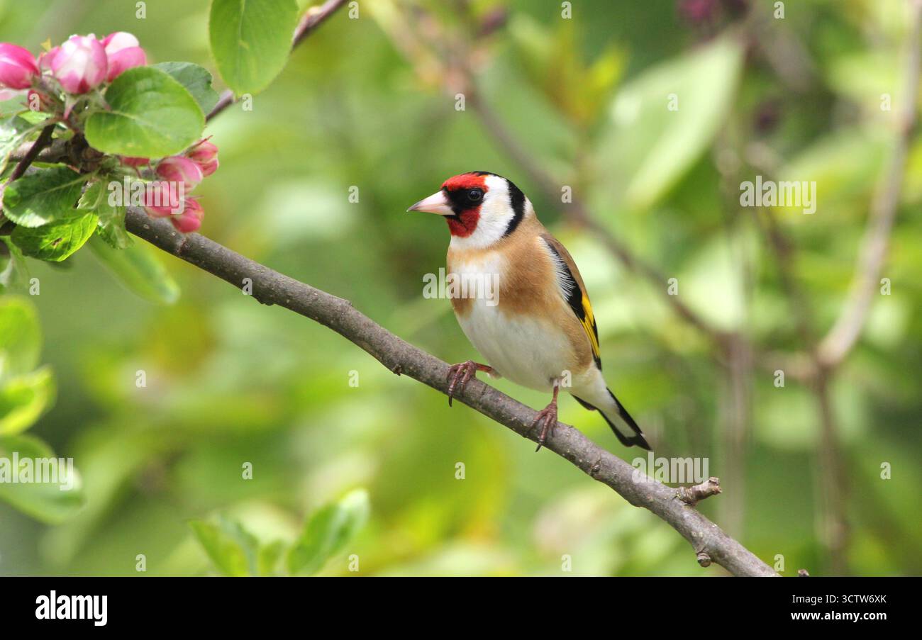 European Goldfinch, Carduelis carduelis, arroccato in un melo in primavera. Norfolk, Inghilterra. Foto Stock