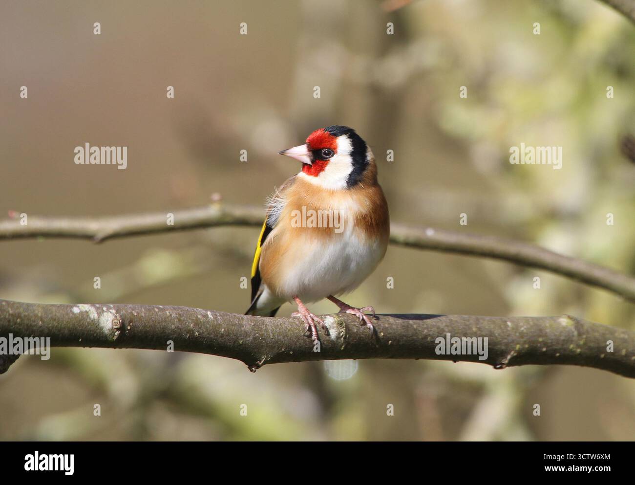 Goldfinch europeo, Carduelis carduelis, arroccato su un albero in inverno. Norfolk, Inghilterra. Foto Stock