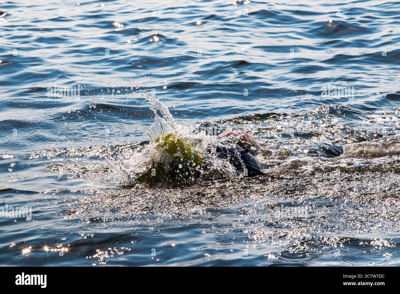 Un nuotatore crea increspature e schizzi mentre si gode una nuotata in mare aperto nella baia. Foto Stock