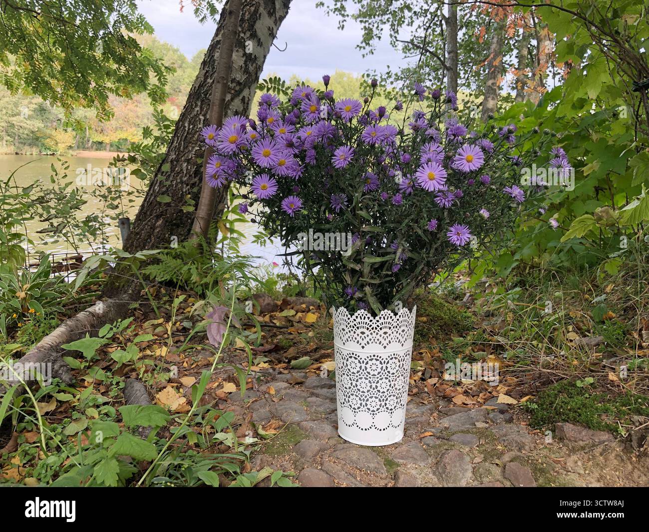 Bouquet autunnale, fiori di aster viola in vaso bianco, paesaggio naturale Foto Stock