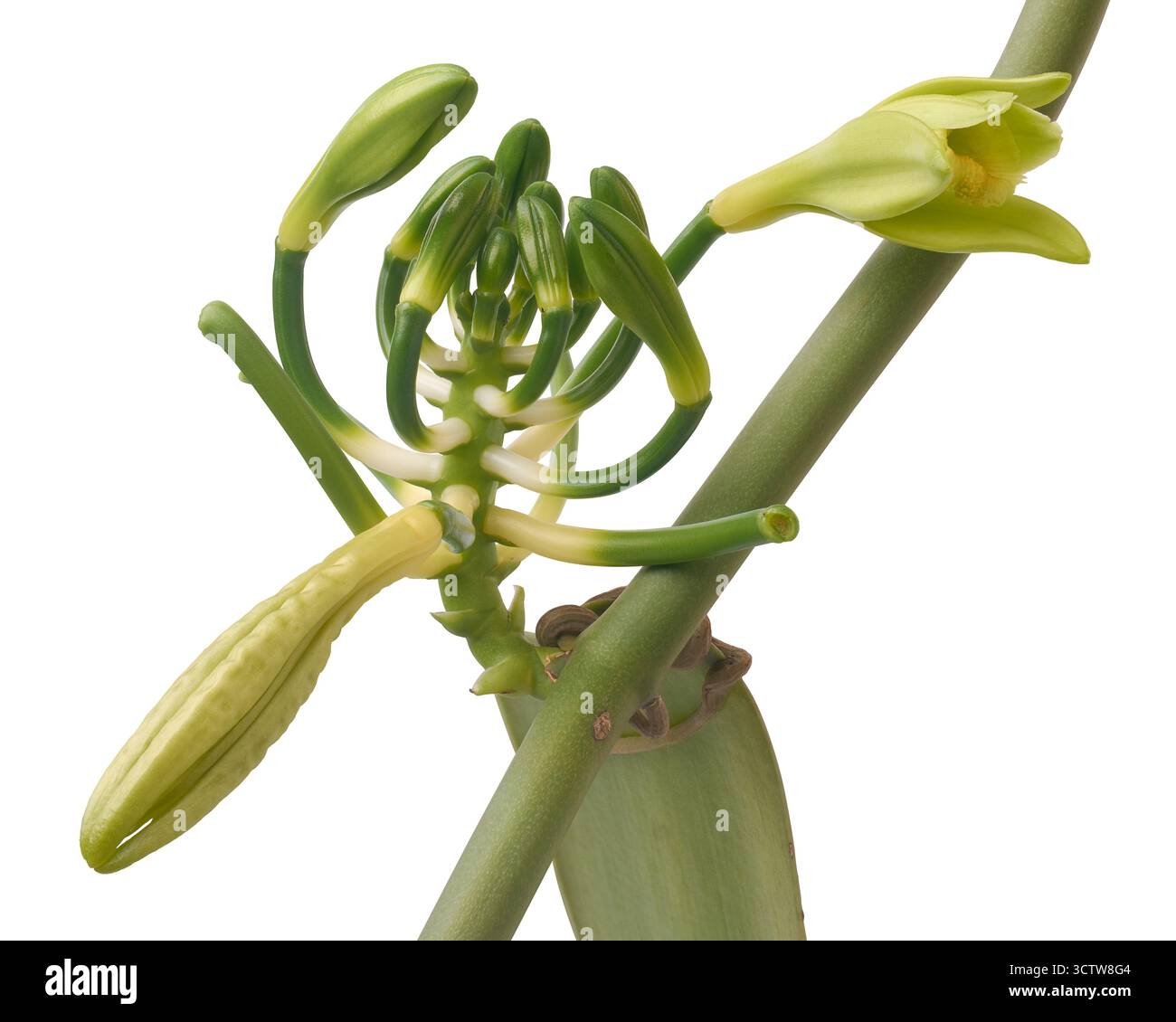 ammasso di fiori d'orchidea alla vaniglia con gemme fresche fondo bianco isolato, fiori delicati e piante verdi importanti dal punto di vista commerciale, botanico naturale Foto Stock