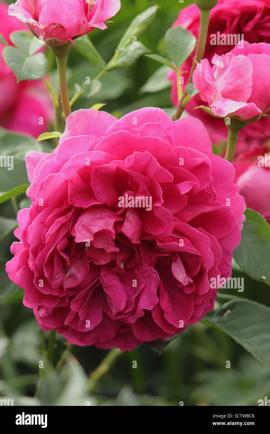 Rosa Lady di Megginch, molto profumata, rosetta fiori cremisi, allevata da David Austin. Foto Stock