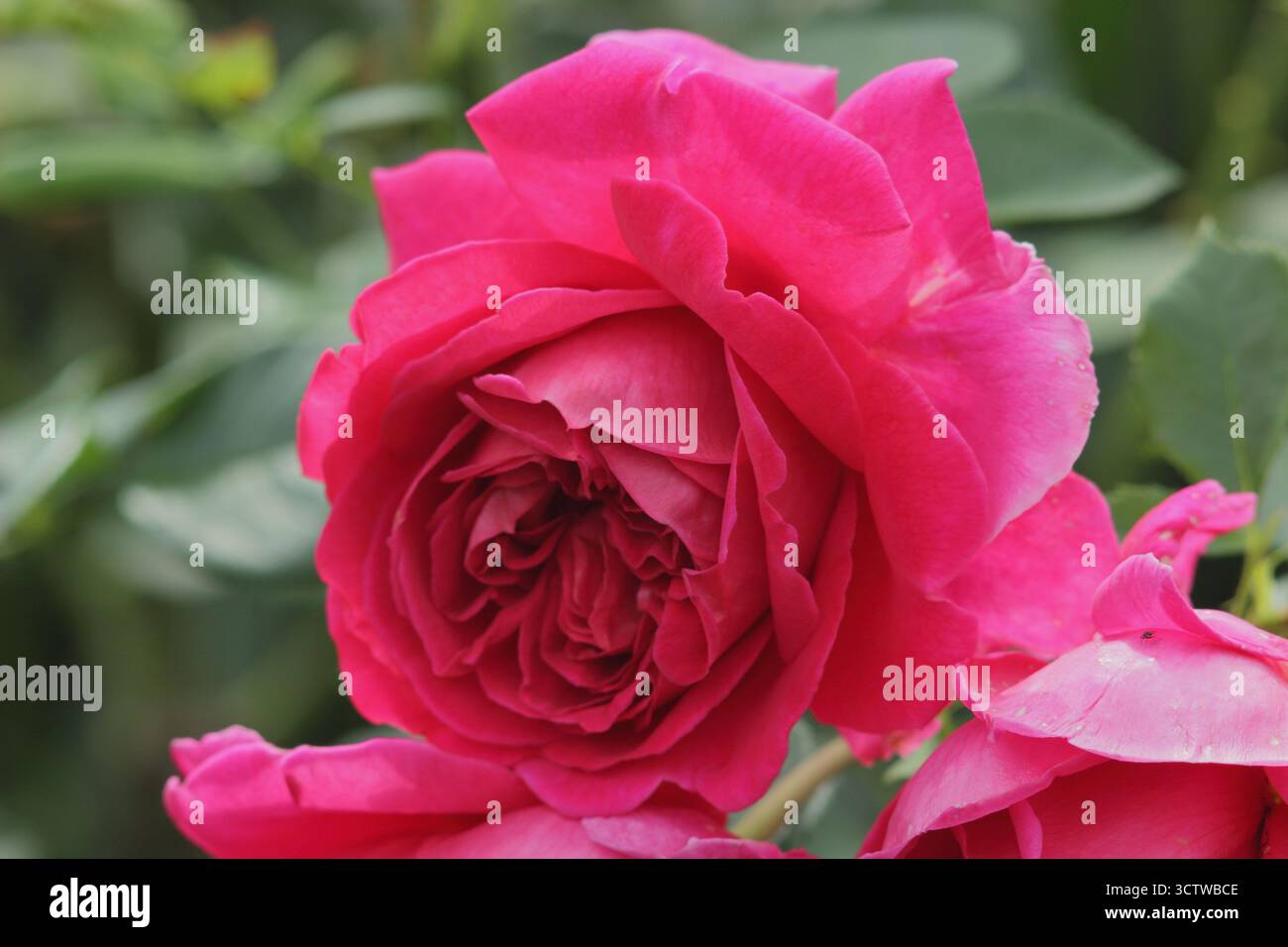 Rosa Lady di Megginch, molto profumata, rosetta fiori cremisi, allevata da David Austin. Foto Stock