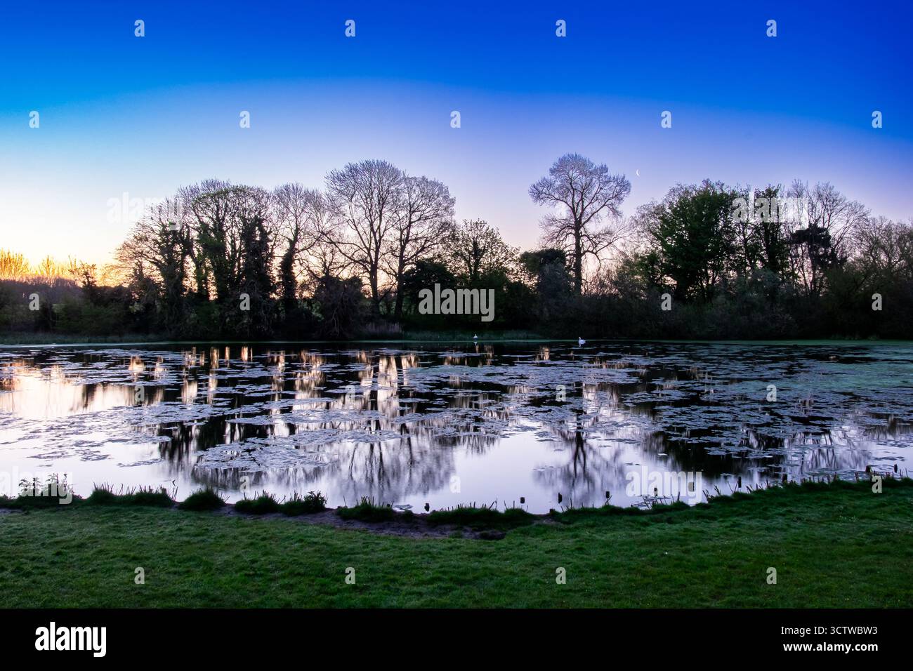 Tranquilla scena mattutina di uno stagno con cigni e riflessi di alberi in acqua ferma all'alba Foto Stock