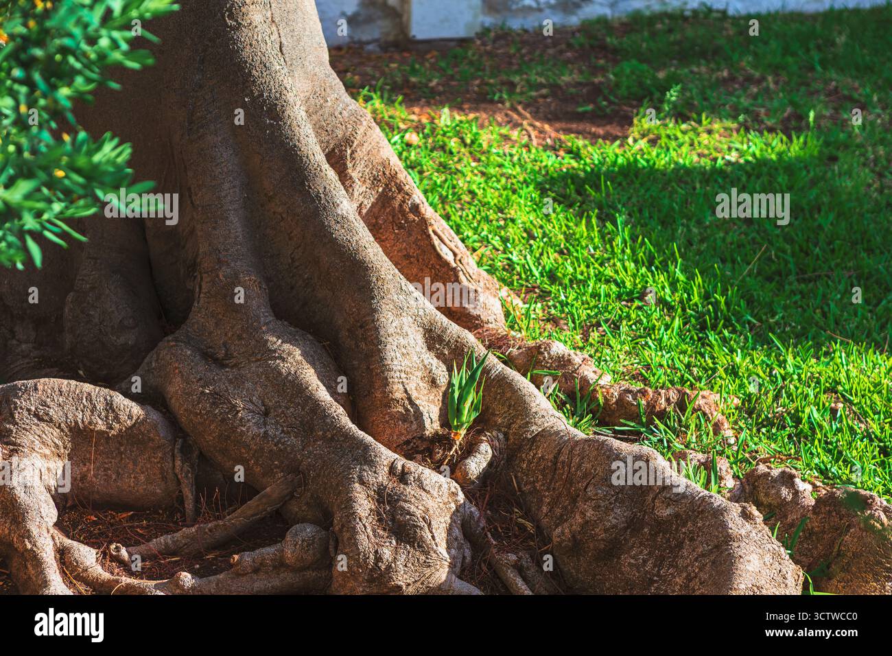 Le radici di alberi nobili si estendono su una lussureggiante erba verde, crogiolandosi nella luce del sole. Le piccole piante si annidano tra le radici, suggerendo resilienza e quiete l Foto Stock