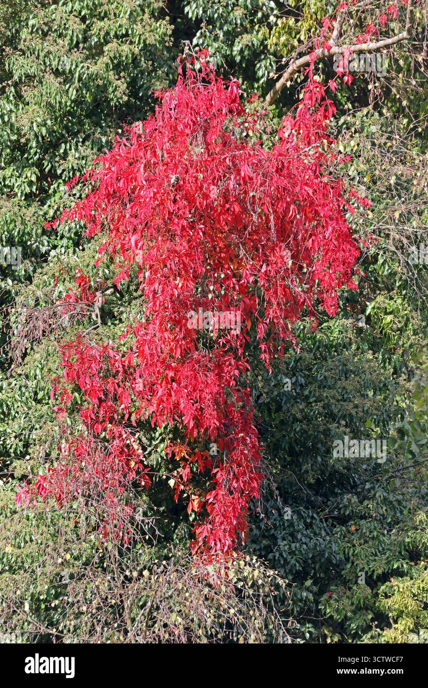 Kletterpflanzen in der Landschaft Eine Jungfernrebe, Auch Wilder Wein genannt, als Gartenflüchtling in der Landschaft *** Arrampicata di piante nel paesaggio Una vite da fanciulla, nota anche come vite selvatica, come un fuggitivo nel giardino nel paesaggio Foto Stock