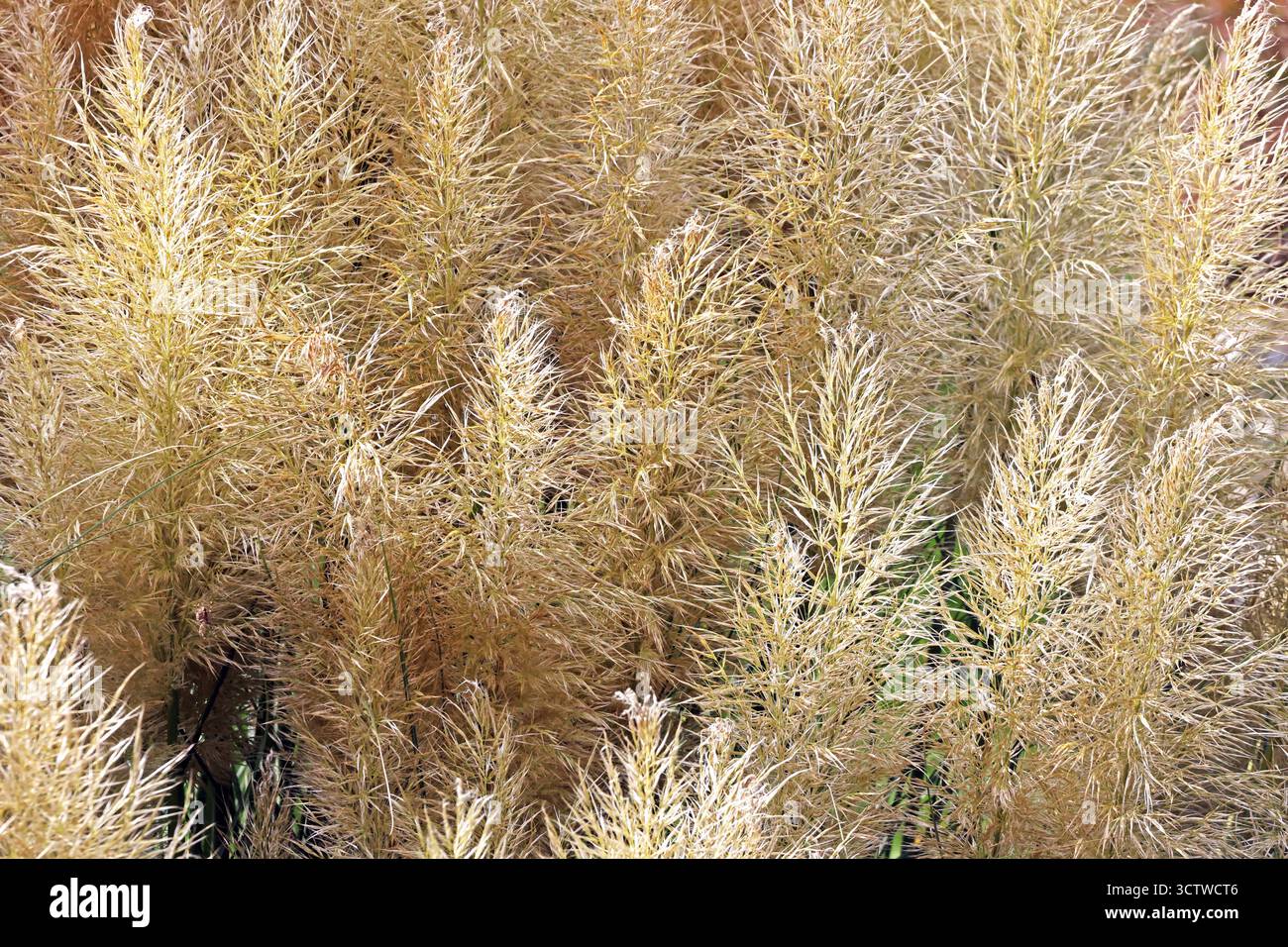 Ziergräser zur Gartengestaltung Pampasgras als beliebtes Ziergras in vielen Gärten. *** Le erbe ornamentali per il design del giardino l'erba di Pampas è un'erba ornamentale popolare in molti giardini Foto Stock