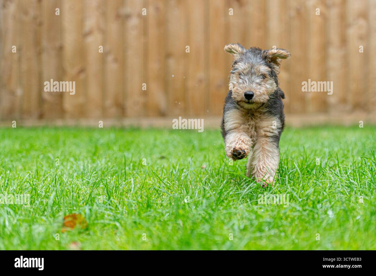Simpatico cucciolo Lakeland terrier che corre verso la fotocamera Foto Stock
