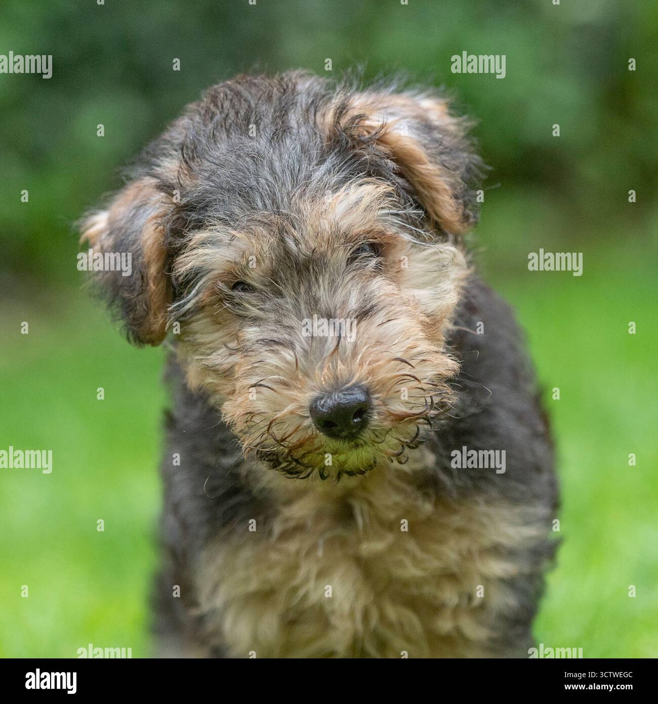 Lakeland terrier cucciolo Foto Stock
