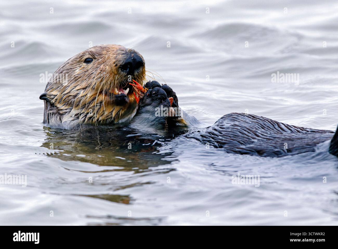 Una lontra marina del sud (Enhydra lutris nereis) adulta sta mangiando un crostacei o un gambero nel Monterey Bay National Marine Sanctuary, Monterey Bay, CA Foto Stock
