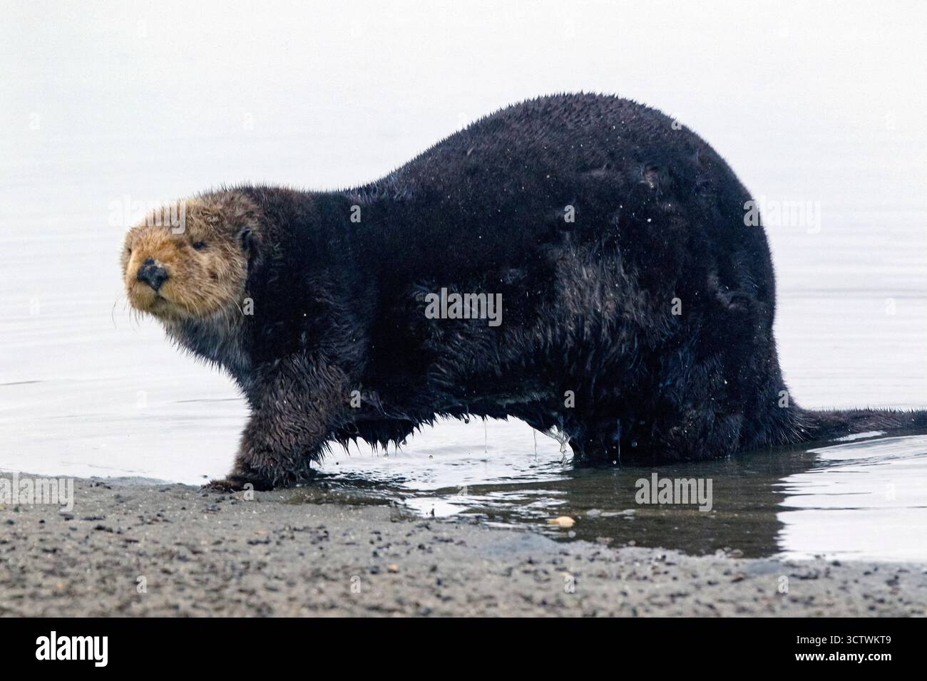 Una lontra marina del sud (Enhydra lutris nereis) viene trascinata fuori dall'acqua, in piedi e cercando un ambiente sicuro sulla costa del Foto Stock