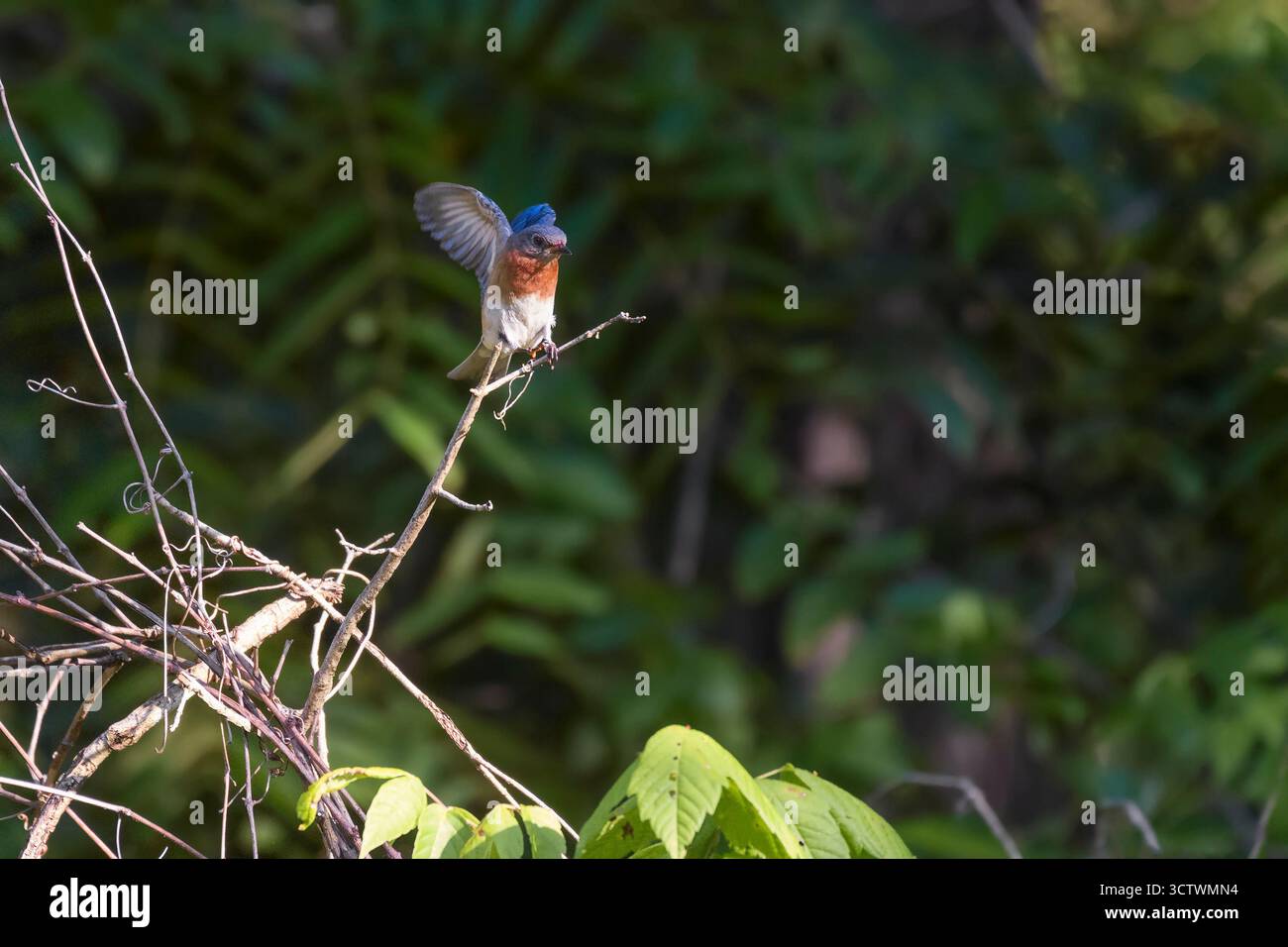 Uccello azzurro orientale (Sialia sialis) arroccato su un ramo d'albero. Maschio. Chesapeake e Ohio Canal National Historical Park. Maryland. STATI UNITI Foto Stock