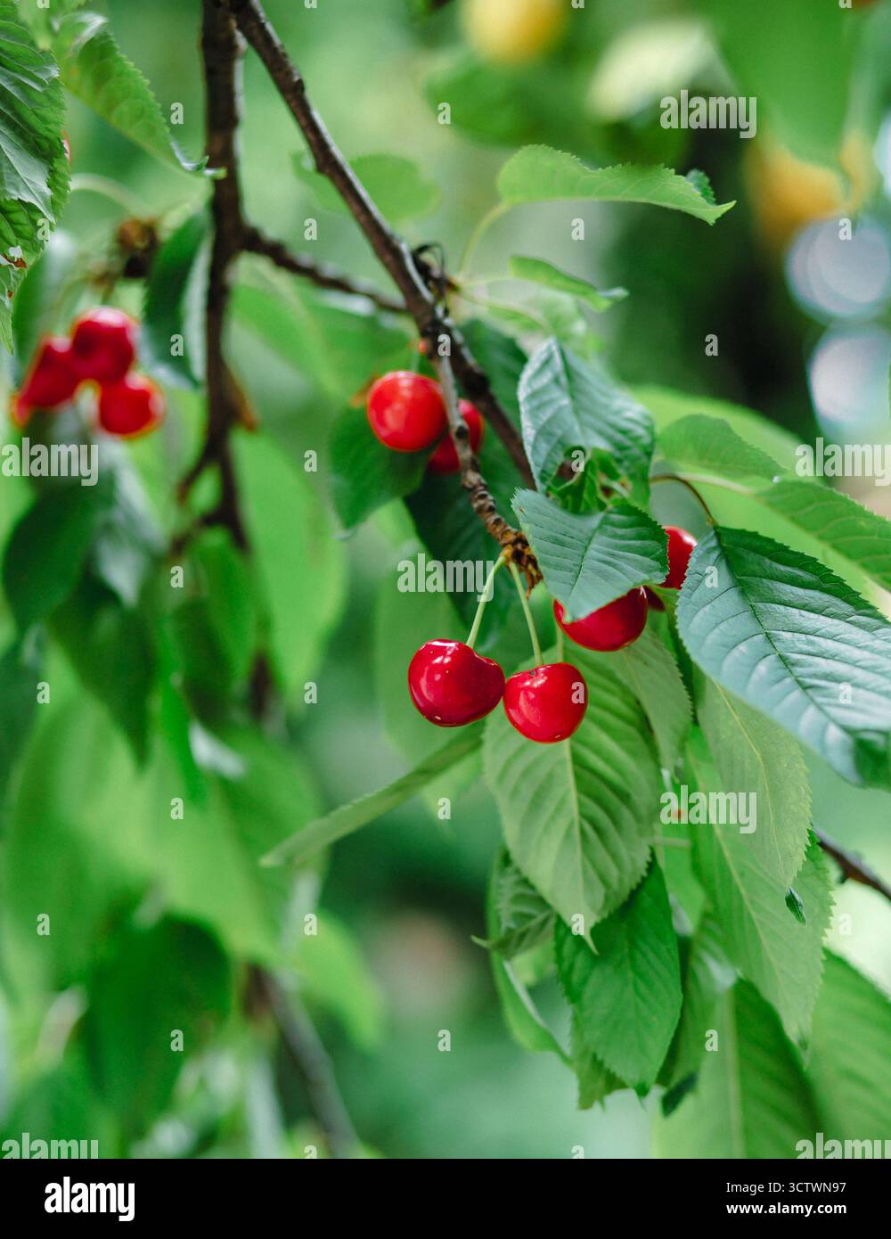 Grappolo fresco di ciliegie rosse mature appese al ramo con sfondo di foglie verdi. Raccolta estiva della frutta ambiente naturale. Sfondo, posizione per t Foto Stock
