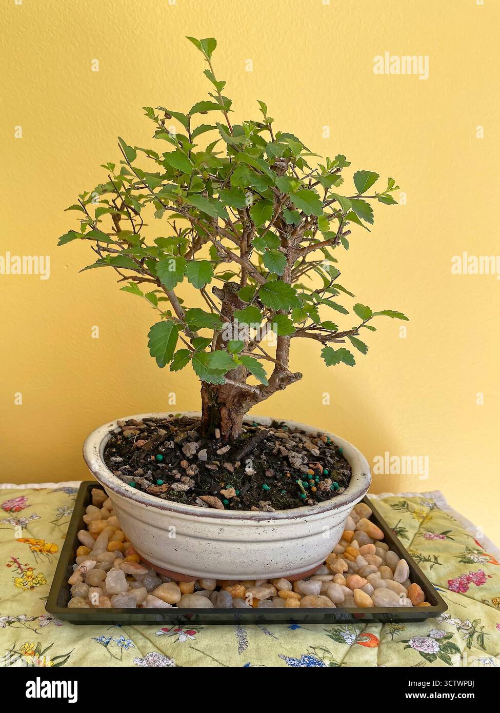 Olmo cinese, pianta pre-bonsai, piatto rotondo in ceramica, seduti su ciottoli, decidui, piccole foglie verdi, prima di iniziare l'allenamento, Ulmus parvifolia, P. Foto Stock