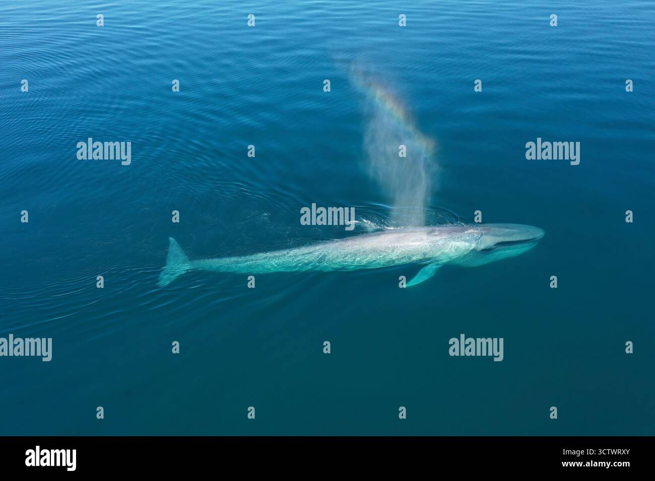 Balena azzurra, Balaenoptera musculus, Baja California Sur, Messico, Oceano Pacifico Foto Stock