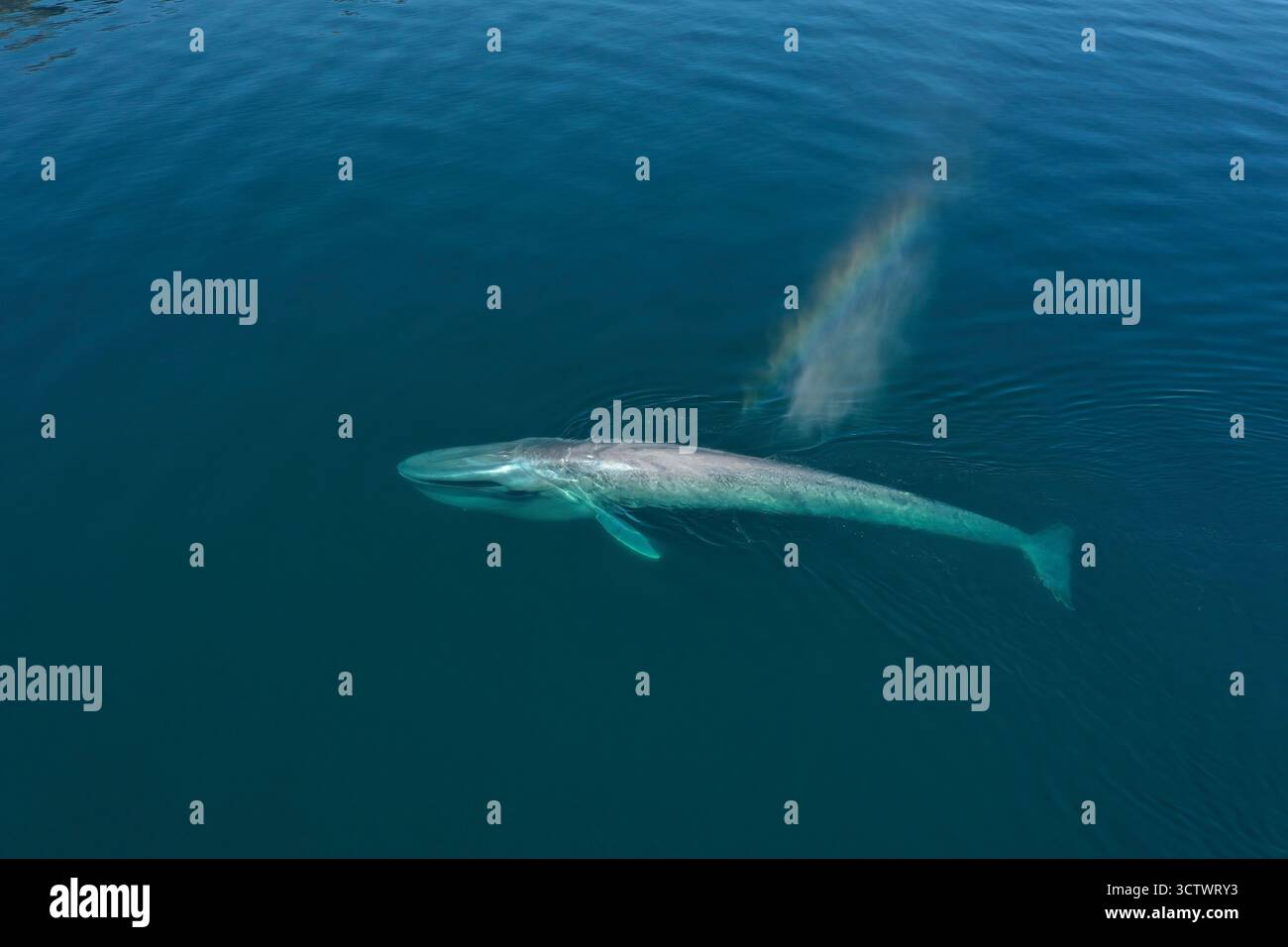 Balena azzurra, Balaenoptera musculus, Baja California Sur, Messico, Oceano Pacifico Foto Stock