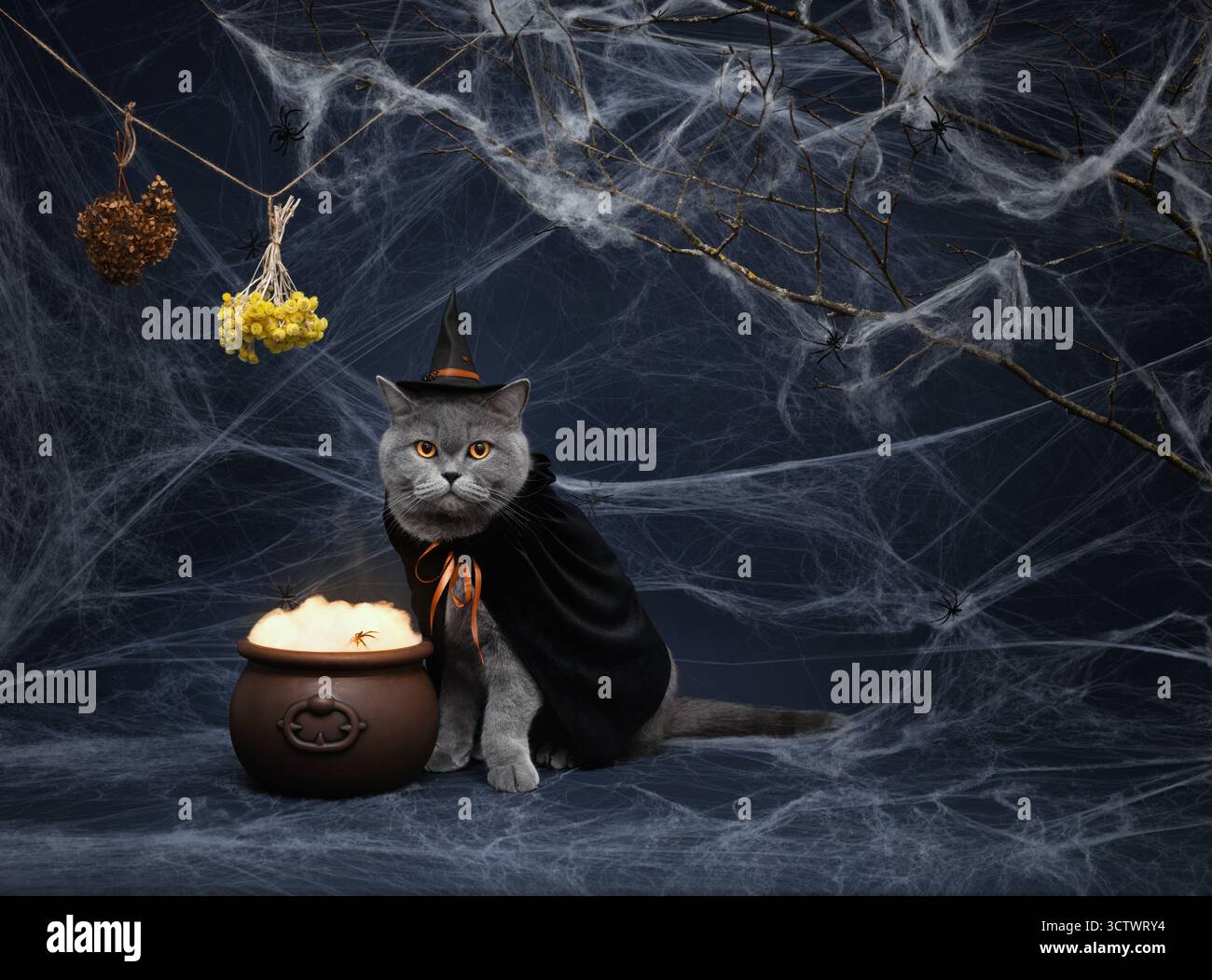 Gatto di Halloween con calderone di strega ed erbe essiccate su sfondo blu scuro con spazio di copia. Gatto britannico in costume da mago. Divertente animale di Halloween. Foto Stock