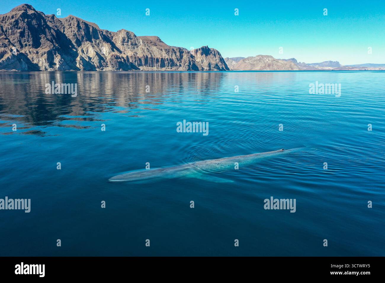 Balena azzurra, Balaenoptera musculus, Baja California Sur, Messico, Oceano Pacifico Foto Stock