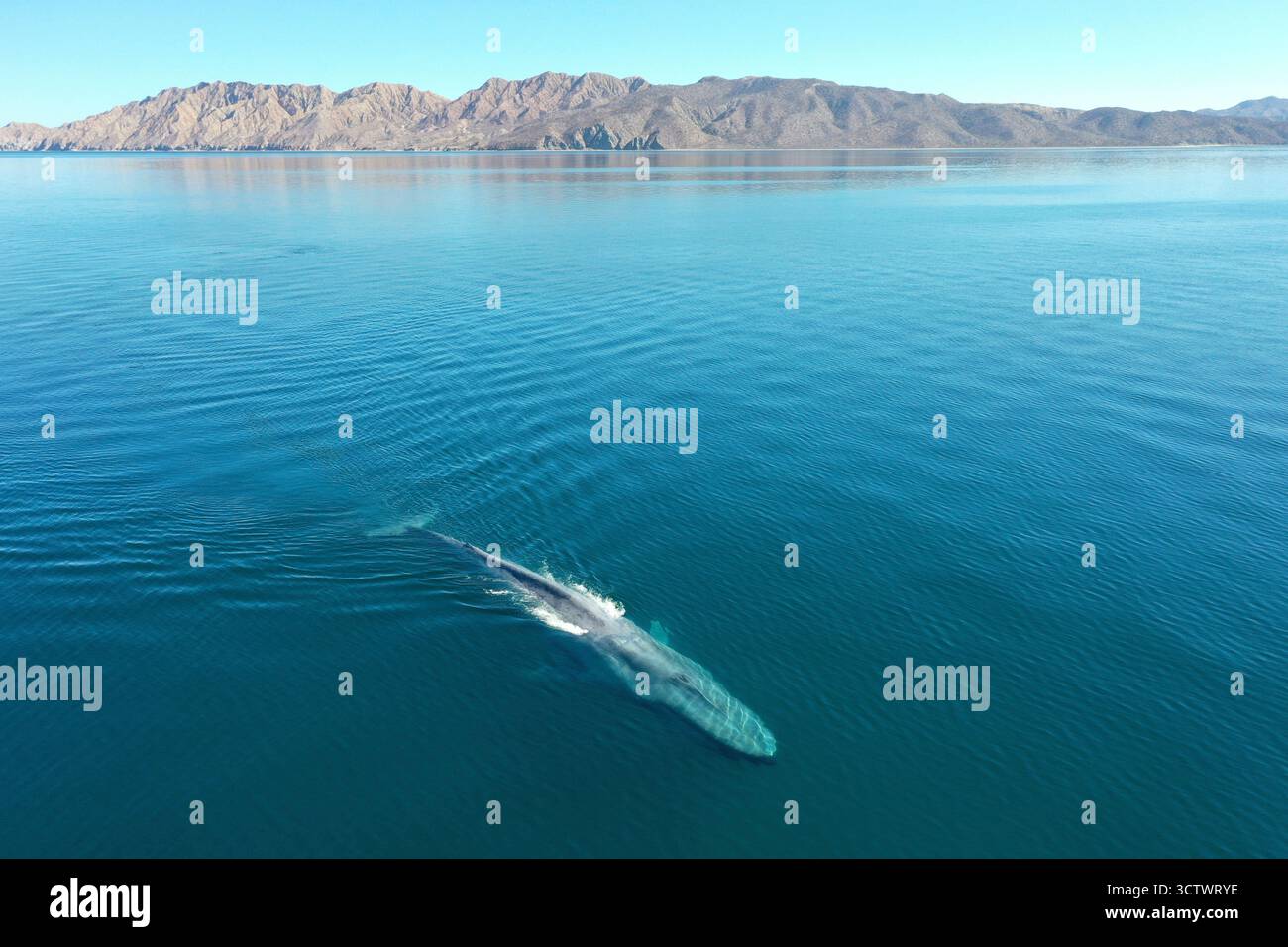 Balena azzurra, Balaenoptera musculus, Baja California Sur, Messico, Oceano Pacifico Foto Stock