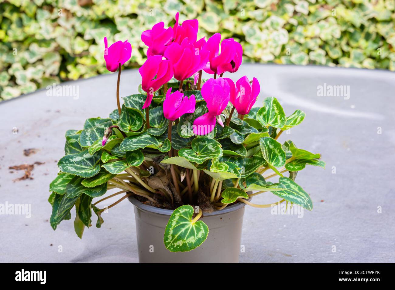 Vivace pianta ciclamina rosa in una pentola grigia con foglie verdi variegate Foto Stock