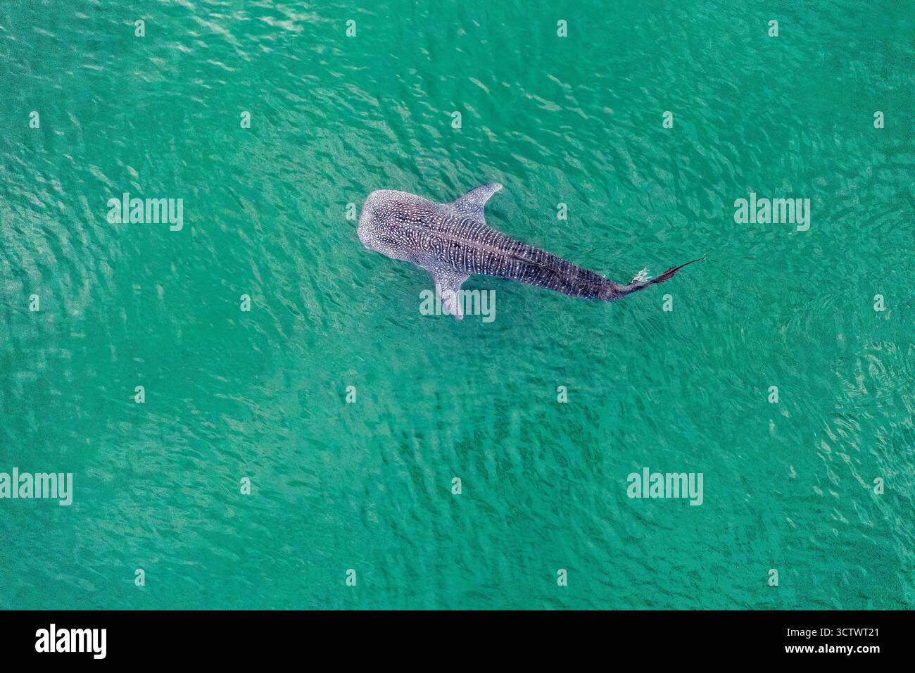 Squalo balena, Rhincodon typus, immagine aerea, la Paz, Baja California Sur, Messico, Golfo della California, Mare di Cortez, Oceano Paciific Foto Stock