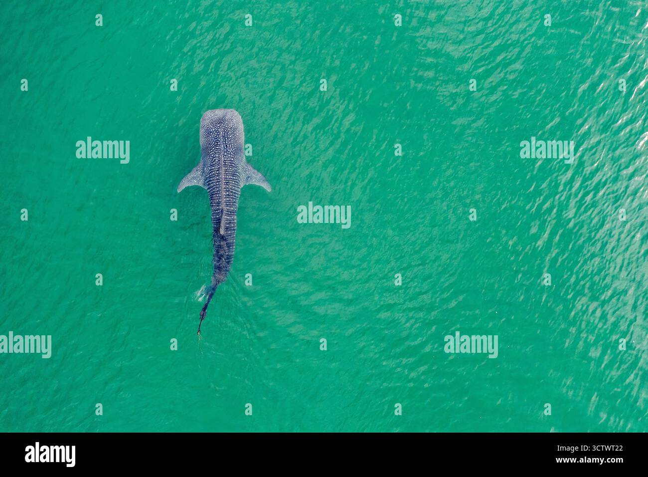 Squalo balena, Rhincodon typus, immagine aerea, la Paz, Baja California Sur, Messico, Golfo della California, Mare di Cortez, Oceano Paciific Foto Stock