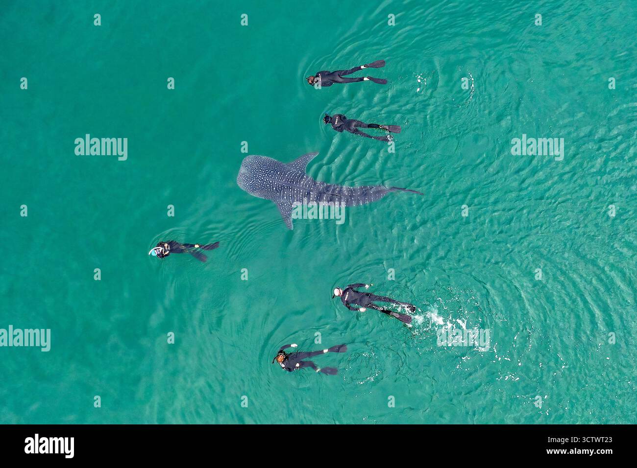 Squalo balena, tipo Rhincodon e snorkelling, immagine aerea, la Paz, bassa California Sur, Messico, Golfo della California, Mare di Cortez, Oceano Pacifico Foto Stock