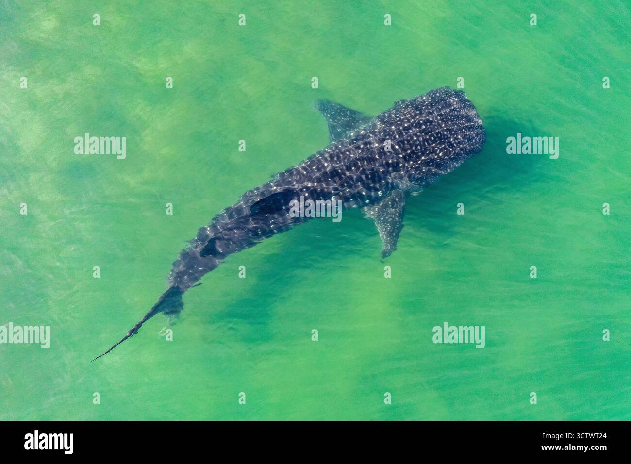 Squalo balena, Rhincodon typus, immagine aerea, la Paz, Baja California Sur, Messico, Golfo della California, Mare di Cortez, Oceano Paciific Foto Stock