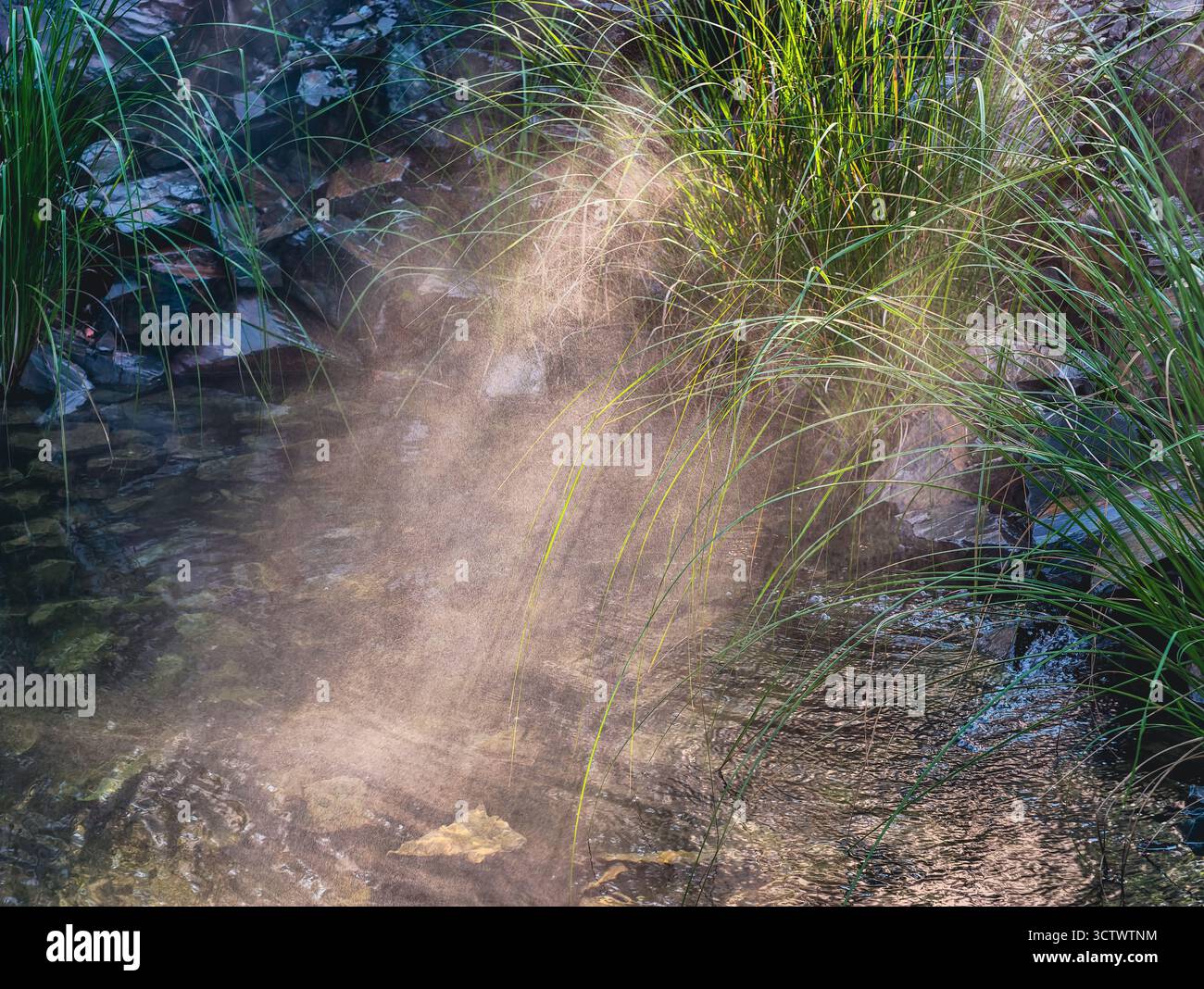 Flusso superficiale trasparente con riflessi di erba verde e luce solare - paesaggio naturale dell'acqua per contenuti di meditazione ed ecologia. Risoluzione ultra alta Foto Stock
