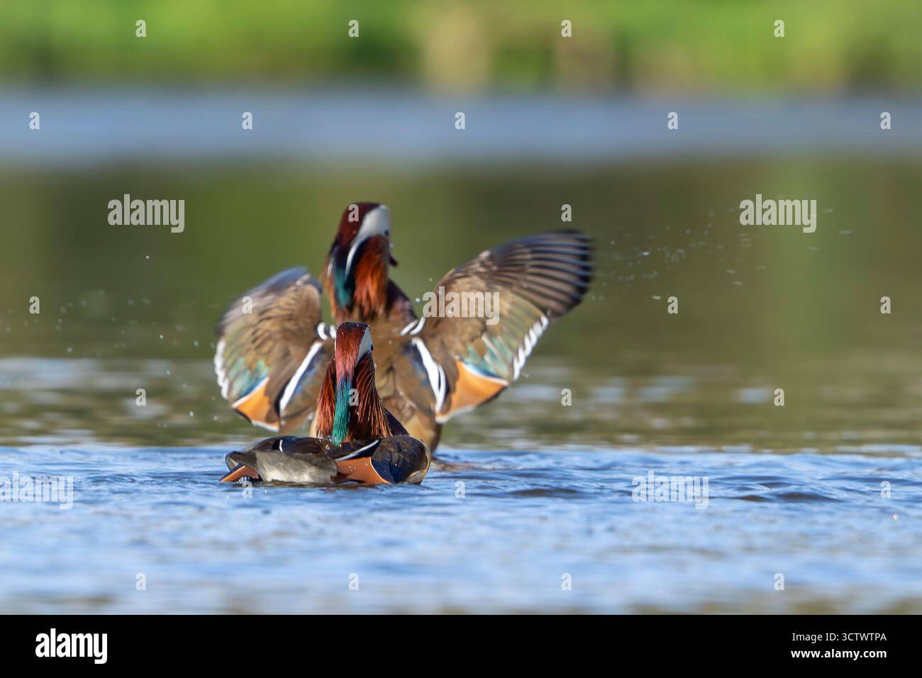 Una vista posteriore bassa di due anatre mandarine selvatiche sull'acqua, una che sbatte le ali. Foto Stock