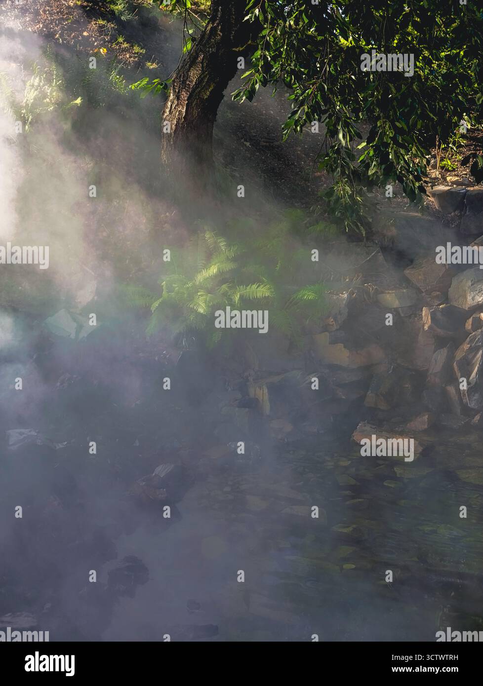 Le sorgenti termali mistiche di vapore che si innalzano attraverso Ferns e rocce - paesaggio naturale sfondo per benessere e natura contenuto di viaggio. Risoluzione ultra alta Foto Stock