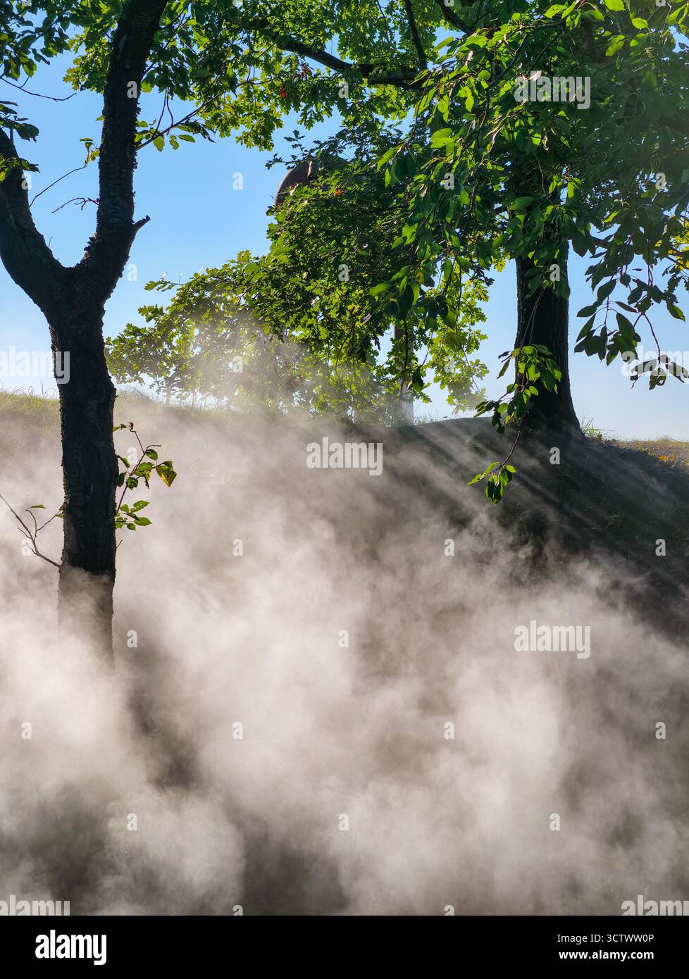 Nebbia mattutina nebbiosa attraverso alberi verdi con luce solare - paesaggio suggestivo della foresta per la natura e la progettazione di contenuti ambientali. Risoluzione ultra alta Foto Stock