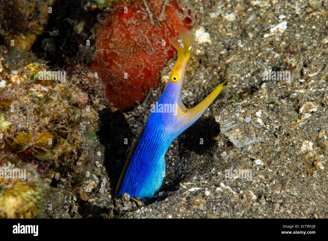 Ribbon Eel, Rhinomuraena quaesita, Dumaguete, Filippine Foto Stock