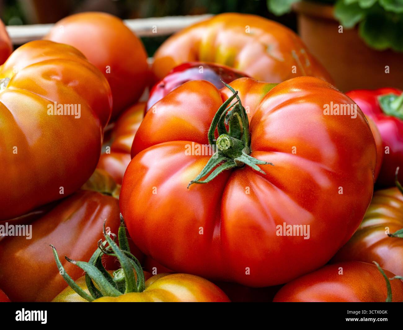 Un primo piano di pomodori maturi di grandi dimensioni con pelle rossa lucida e gambi verdi, impilati in una vetrina di mercato. I prodotti vibranti evocano freschezza, abbondanza e. Foto Stock
