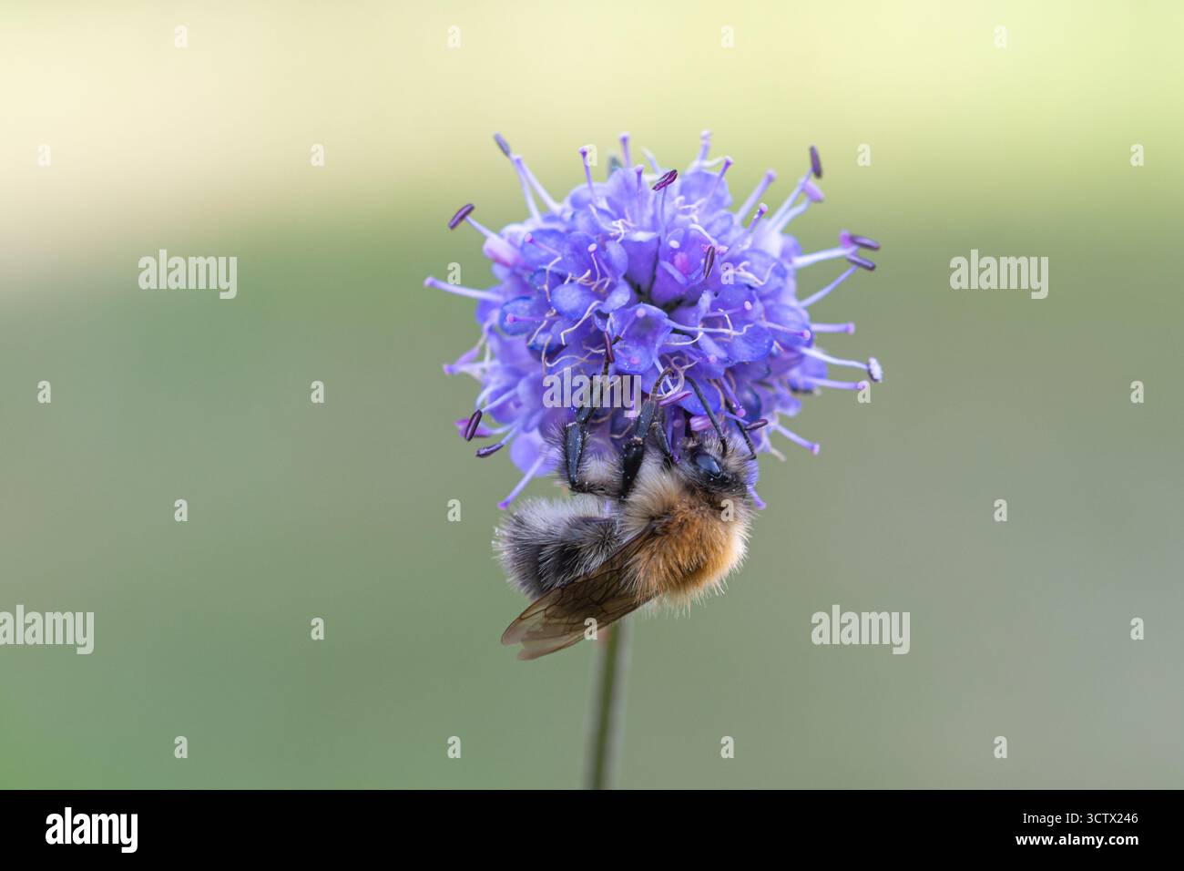 Un'ape cardante comune (Bombus pascuorum) che si estende su un fiore di malva di un po' scabiosa del diavolo (Succisa pratensis) in autunno, Inghilterra, Regno Unito Foto Stock