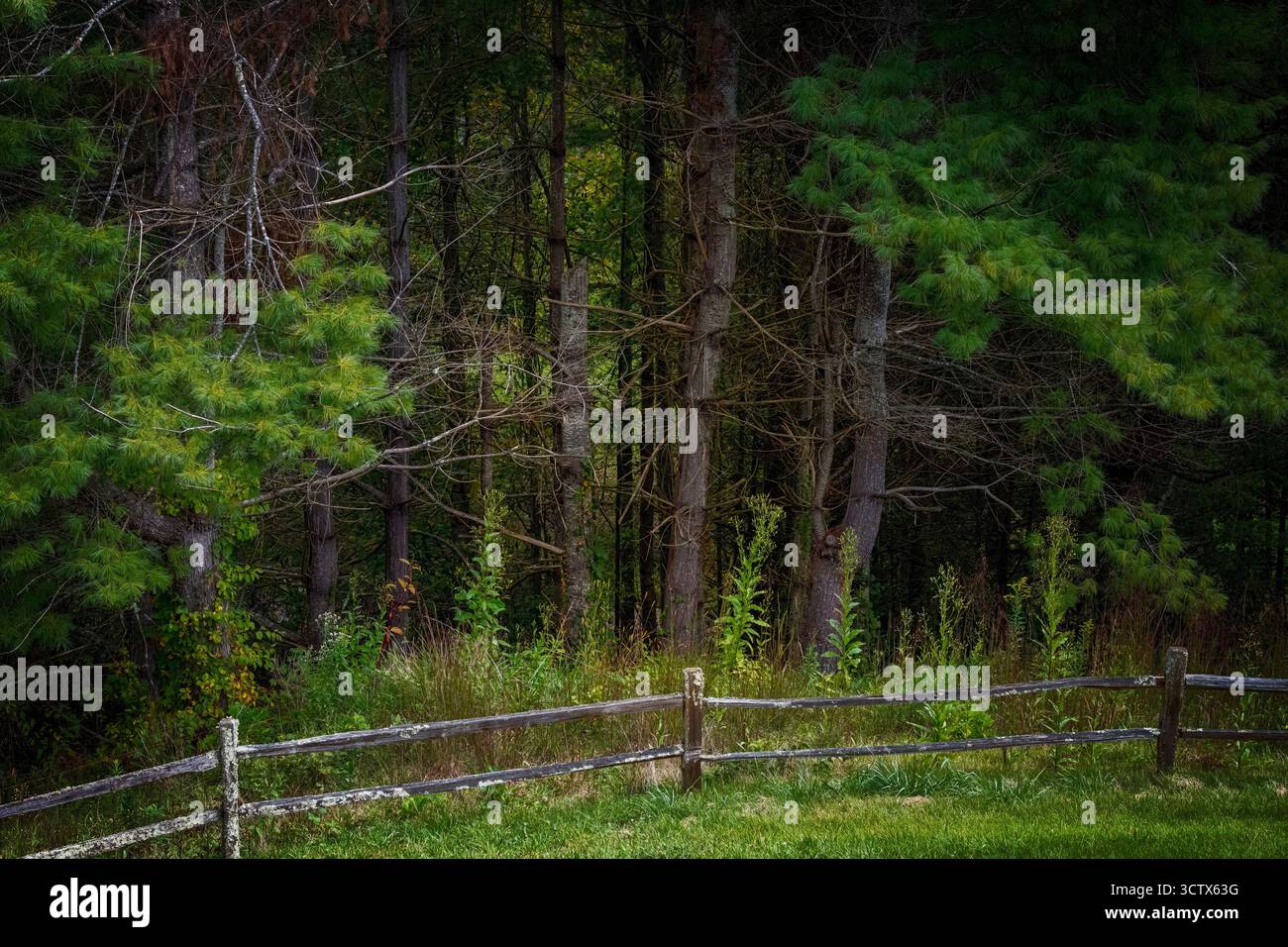 Foresta boschiva profonda con una recinzione a rotaia divisa sul confine. Foto Stock