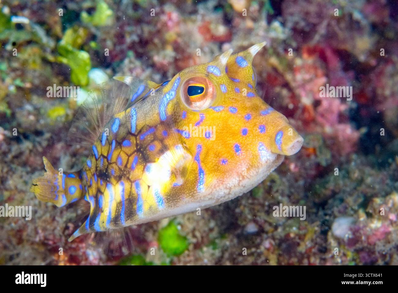 Spinarola, Lactoria fornasini, Dauin Marine Sanctuary, Negros Oriental, Negros Island, Filippine, Mare di Bohol, Oceano Pacifico Foto Stock
