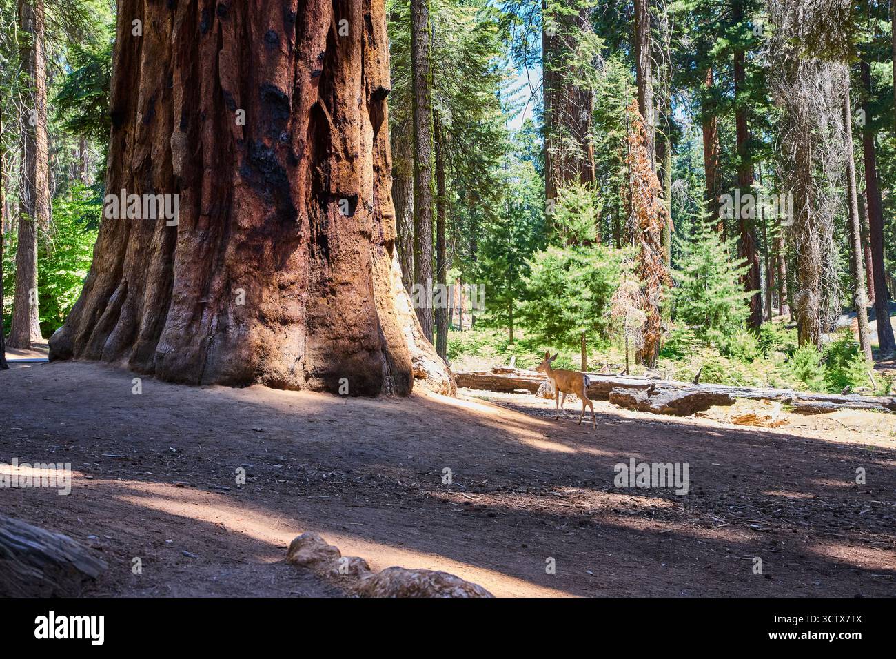 Tronco gigante delle sequoie con cervi nel parco nazionale delle sequoie della foresta illuminato dal sole Foto Stock