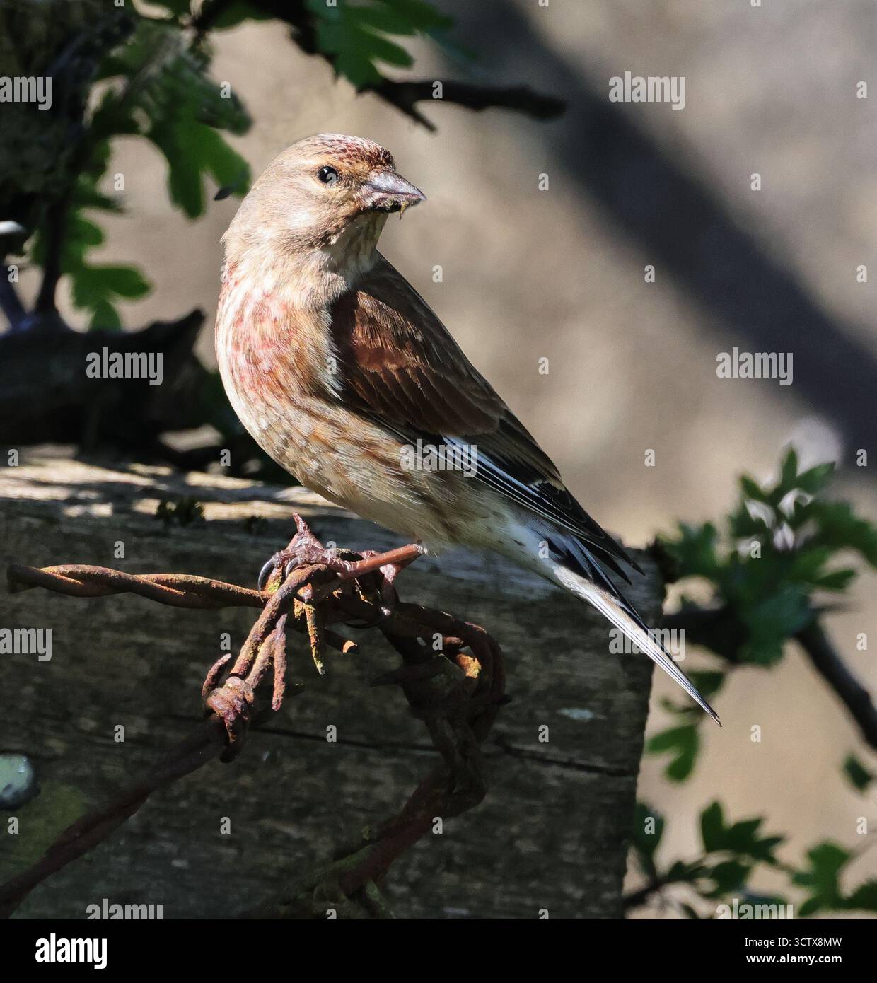 Un Linnet maschio ( Linaria cannabina) nel Cotswold Hills Gloucestershire Regno Unito Foto Stock