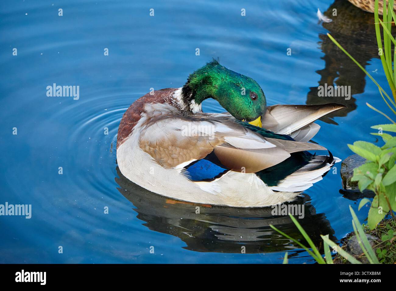Un'impressionante anatra Mallard che prepara le sue piume su un tranquillo laghetto, la vivace testa verde che contrasta con le calme acque blu e il lussureggiante fogliame verde. Foto Stock