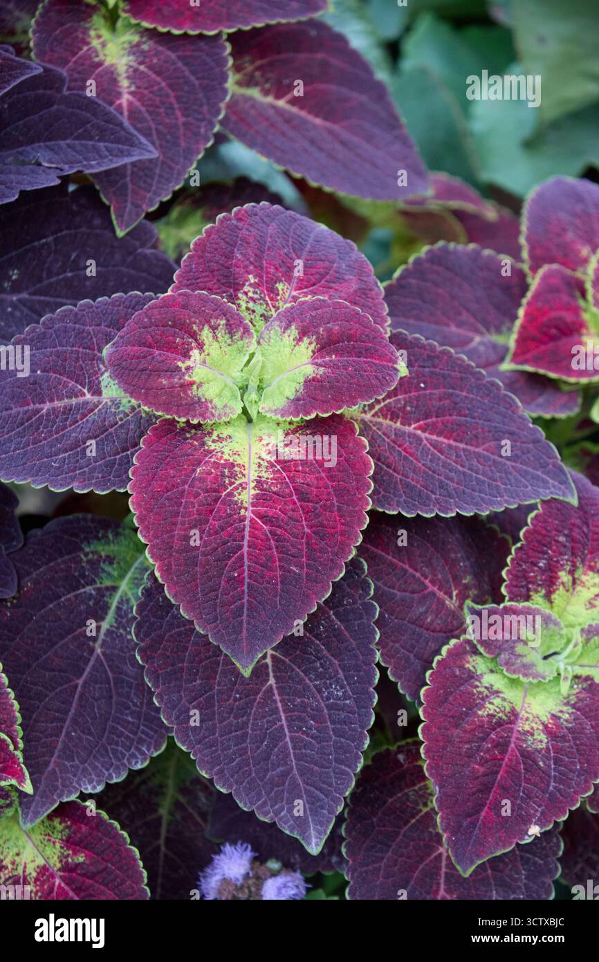 Lo scatto ravvicinato cattura i dettagli vivaci e intricati di una pianta di Coleus con il suo fogliame viola e verde, mostrando la bellezza della natura. Foto Stock