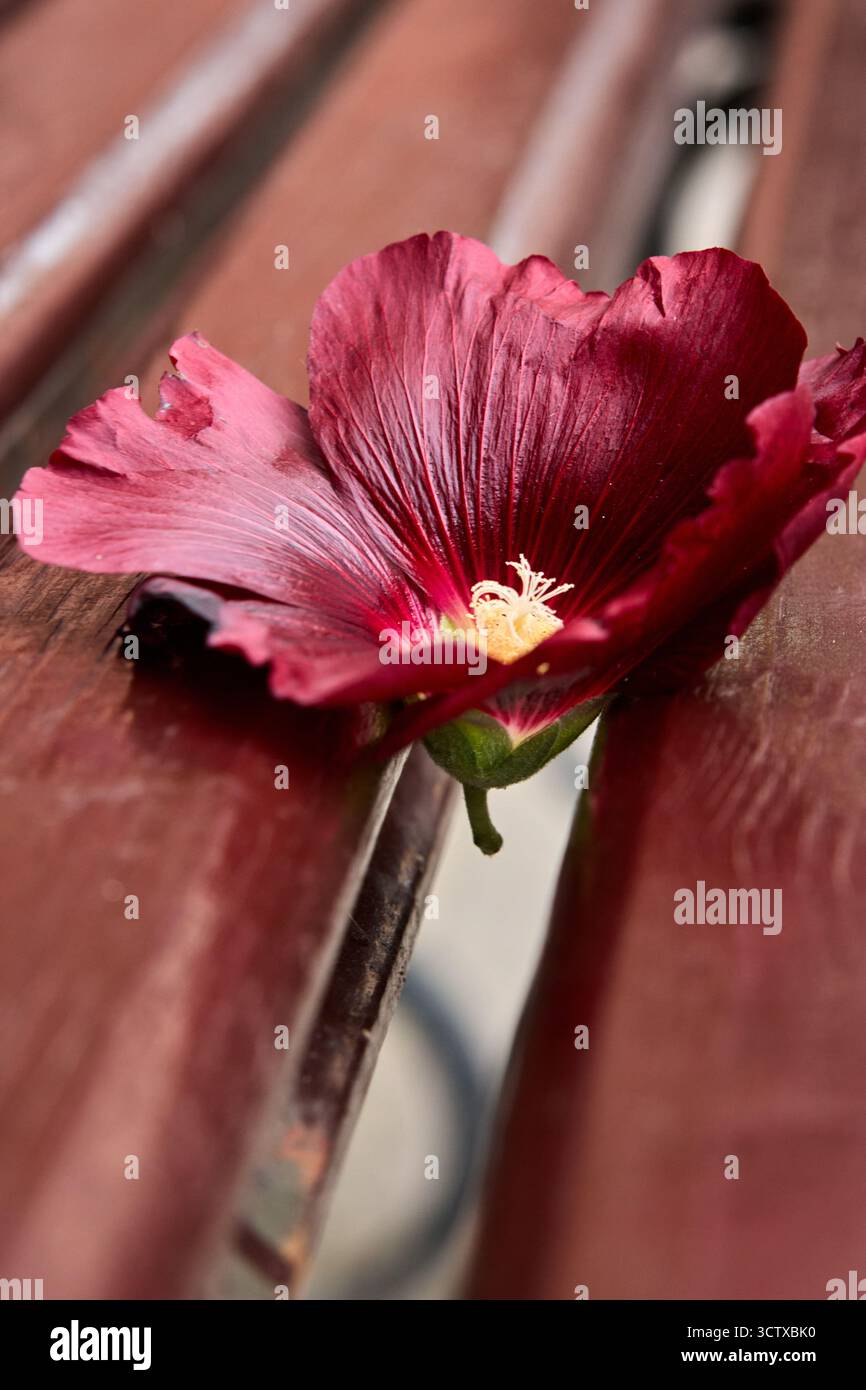 Primo piano di una fioritura Hollyhock rossa profonda poggiata su una panca in legno marrone resistente agli agenti atmosferici, con texture petali e delicati dettagli a forma di pistola Foto Stock