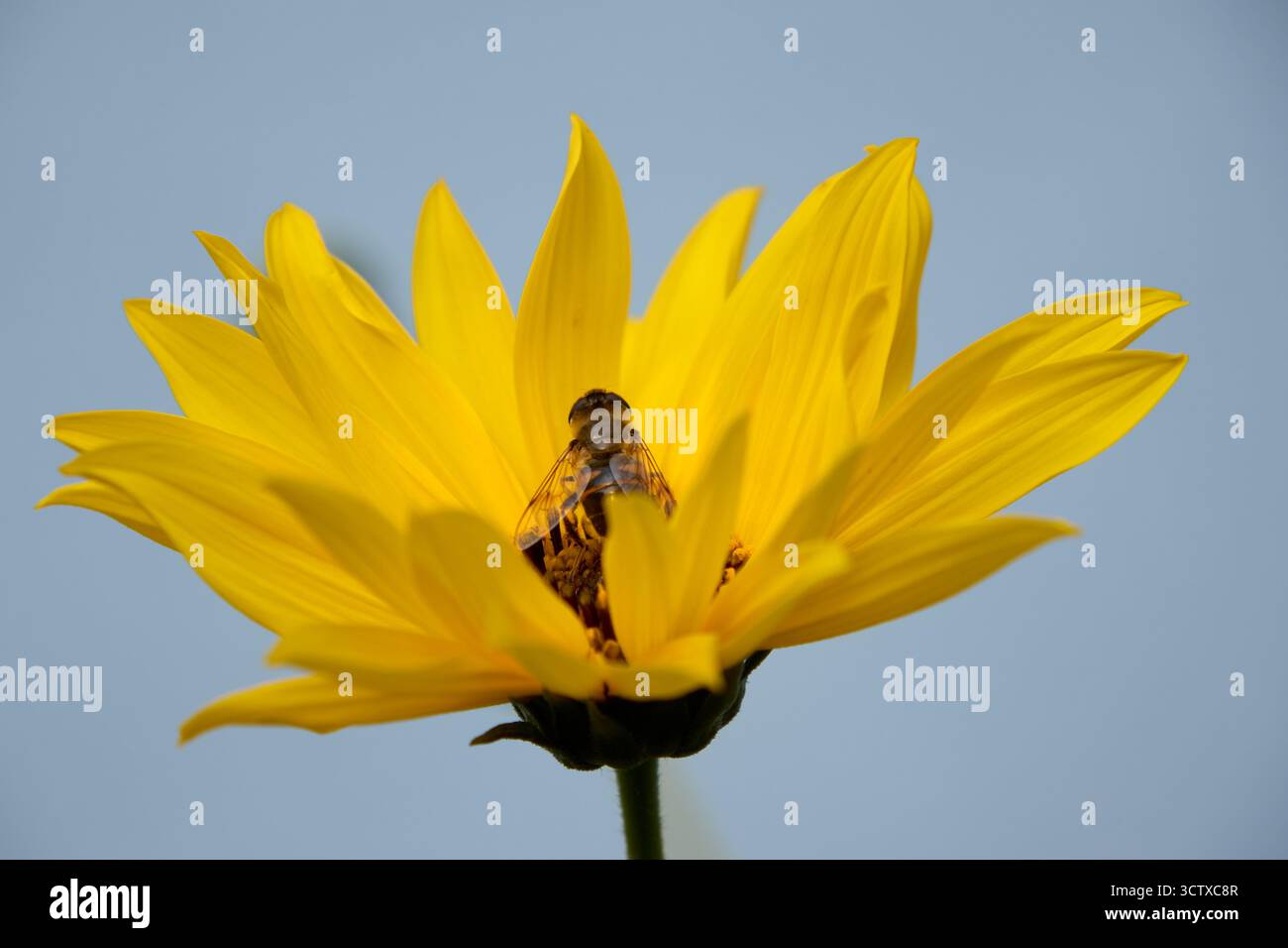 Sorprendente primo piano di un vibrante fiore giallo con un'ape che raccoglie diligentemente nettare, mostrando la bellezza della natura e il ruolo vitale degli impollinatori. Foto Stock