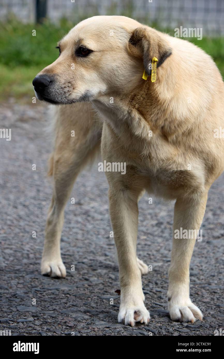 Un cane randagio abbronzato con un marchio auricolare giallo si erge su una strada asfaltata, con lo sguardo rivolto verso sinistra, mostrando un mix di vulnerabilità e resilienza. Foto Stock