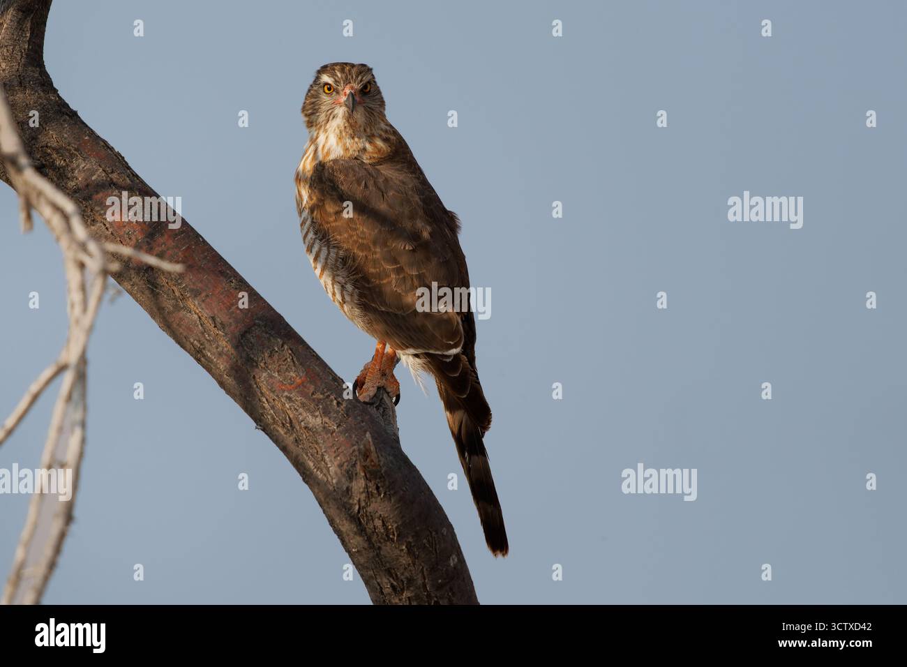 Gabar Goshawk - Micronisus gabar piccolo rapace africano e arabo della famiglia dei ccipitridi, corpo grigio e becco giallo, seduto sul ramo Foto Stock