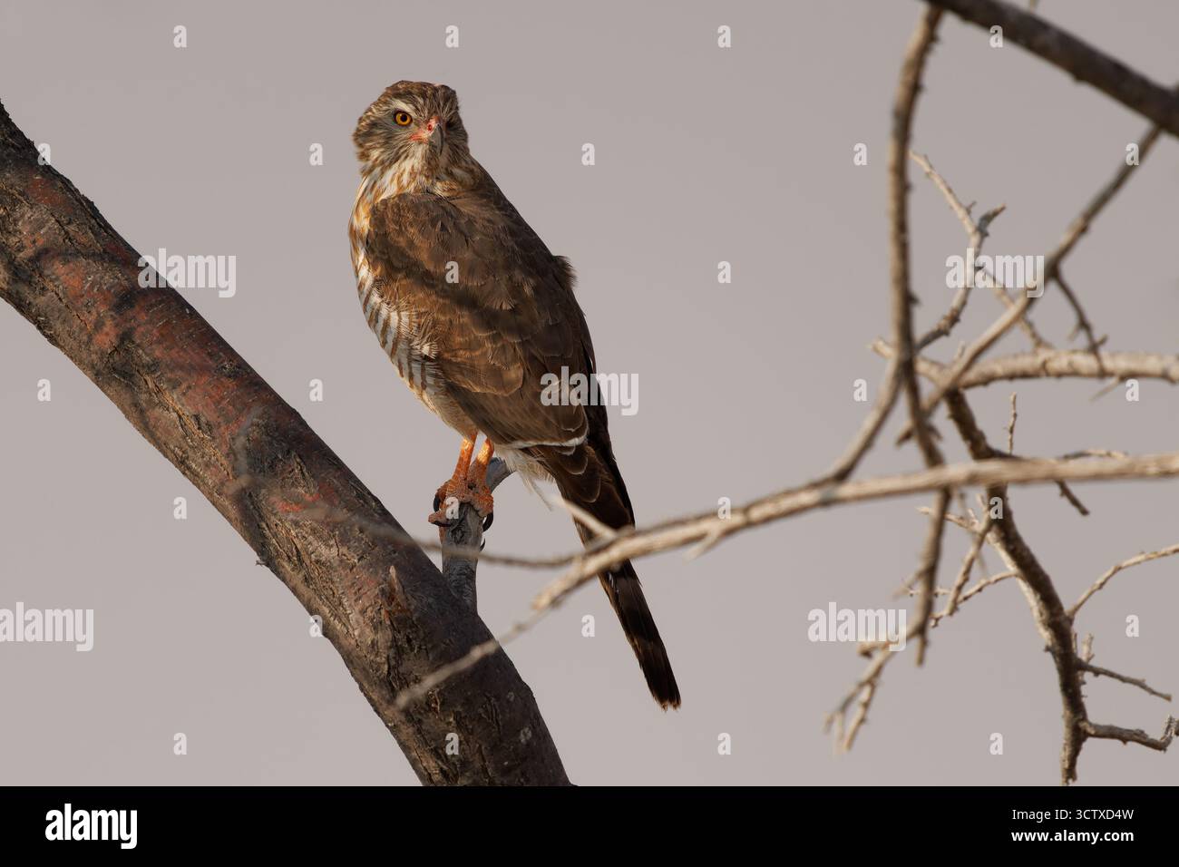 Gabar Goshawk - Micronisus gabar piccolo rapace africano e arabo della famiglia dei ccipitridi, corpo grigio e becco giallo, seduto sul ramo Foto Stock
