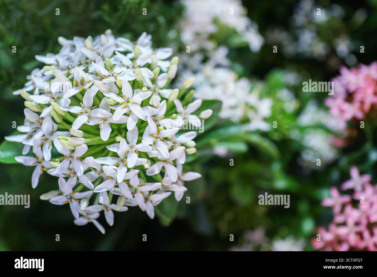 Primo piano di fiori di Ixora bianca (Ixora coccinea). Fiori tropicali a forma di stella su un terreno morbido, verde e rosa. Foto Stock