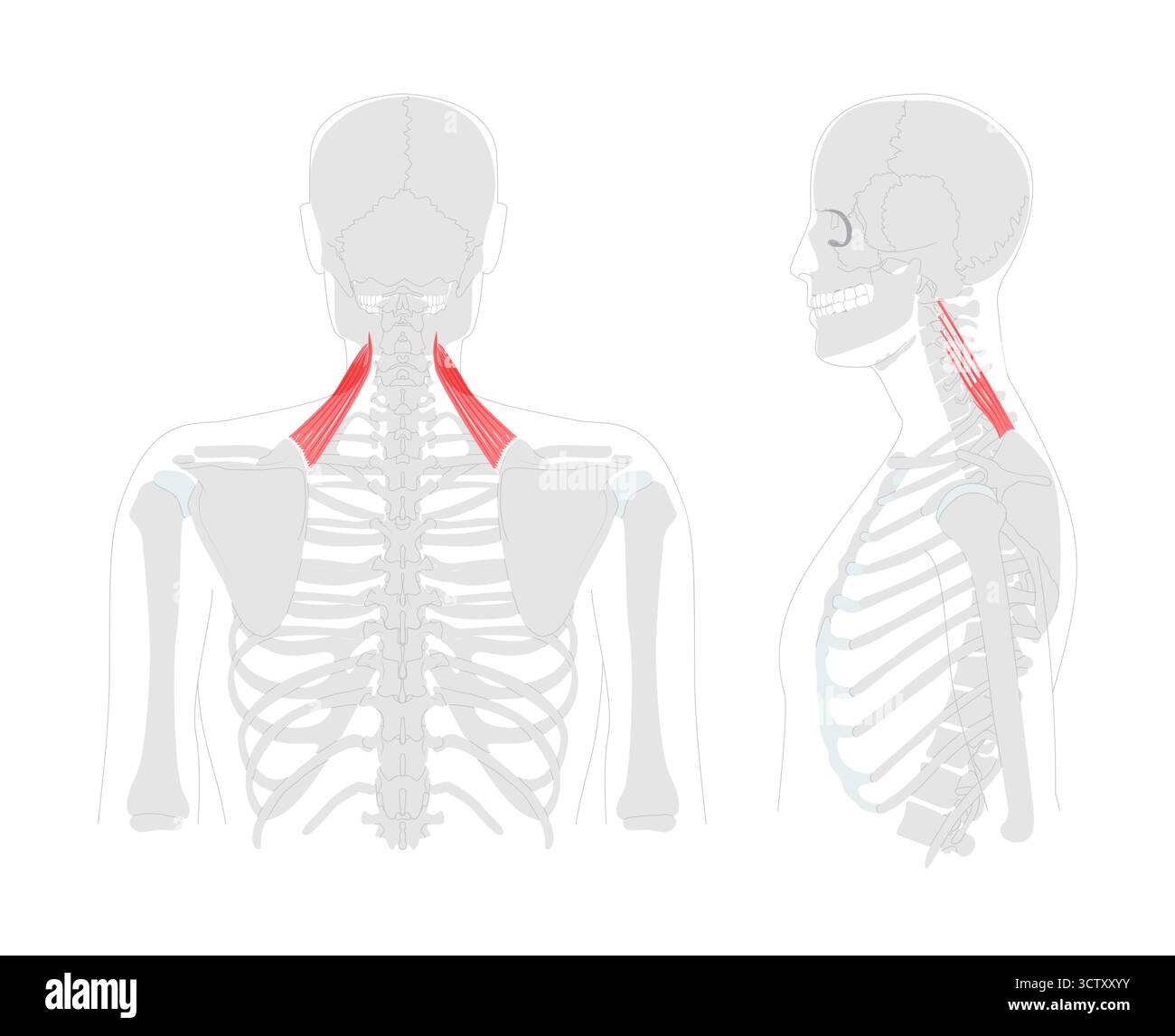 Scapole del levatore - muscolo umano del collo e della spalla mostrato nel diagramma anatomico, solleva la scapola e inclina la cavità glenoidea in basso, essenziale per l'educazione alla postura e al movimento Illustrazione Vettoriale