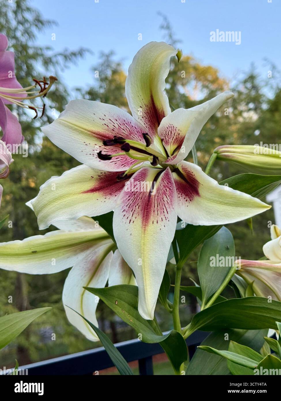 Lo Zeba Lily, bello e molto profumato, ha grandi petali bianchi verdastro con un centro rosso quando è fiorito - Immagine stock catturata con smartphone